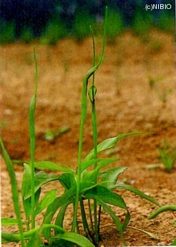 http://mpdb.nibiohn.go.jp/CONTENTS_ROOT/CULTIVATION_PHOTO_DATA/PHOTO_FILE/thumbnail/252.jpg
