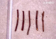 http://mpdb.nibiohn.go.jp/CONTENTS_ROOT/PLANT_PHOTO_DATA/PHOTO_FILE/thumbnail/197.jpg
