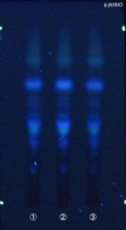 http://mpdb.nibiohn.go.jp/CONTENTS_ROOT/JP_IDENTIFICATION_PHOTO_DATA/JP_IDENTIFICATION_PHOTO_FILE/thumbnail/615.JPG