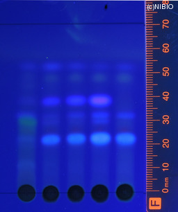 http://mpdb.nibiohn.go.jp/CONTENTS_ROOT/JP_IDENTIFICATION_PHOTO_DATA/JP_IDENTIFICATION_PHOTO_FILE/thumbnail/1246.jpg