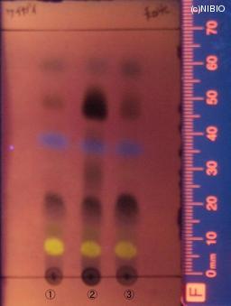 http://mpdb.nibiohn.go.jp/CONTENTS_ROOT/JP_IDENTIFICATION_PHOTO_DATA/JP_IDENTIFICATION_PHOTO_FILE/thumbnail/1024.jpg
