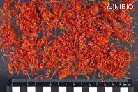 http://mpdb.nibiohn.go.jp/CONTENTS_ROOT/PLANT_PHOTO_DATA/PHOTO_FILE/thumbnail/302.jpg
