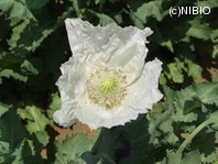http://mpdb.nibiohn.go.jp/CONTENTS_ROOT/PLANT_PHOTO_DATA/PHOTO_FILE/thumbnail/1043.jpg