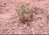 http://mpdb.nibiohn.go.jp/CONTENTS_ROOT/PLANT_PHOTO_DATA/PHOTO_FILE/thumbnail/198.jpg