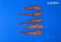 http://mpdb.nibiohn.go.jp/CONTENTS_ROOT/PLANT_PHOTO_DATA/PHOTO_FILE/thumbnail/424.jpg