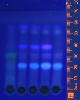 http://mpdb.nibiohn.go.jp/CONTENTS_ROOT/JP_IDENTIFICATION_PHOTO_DATA/JP_IDENTIFICATION_PHOTO_FILE/thumbnail/1247.jpg