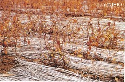 http://mpdb.nibiohn.go.jp/CONTENTS_ROOT/CULTIVATION_PHOTO_DATA/PHOTO_FILE/thumbnail/206.jpg