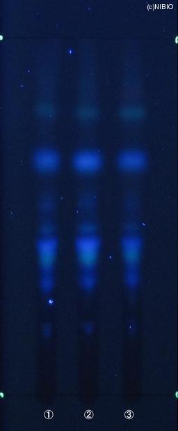 http://mpdb.nibiohn.go.jp/CONTENTS_ROOT/JP_IDENTIFICATION_PHOTO_DATA/JP_IDENTIFICATION_PHOTO_FILE/thumbnail/616.JPG
