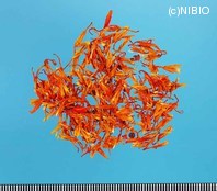http://mpdb.nibiohn.go.jp/CONTENTS_ROOT/PLANT_PHOTO_DATA/PHOTO_FILE/thumbnail/303.jpg