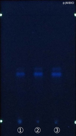 http://mpdb.nibiohn.go.jp/CONTENTS_ROOT/JP_IDENTIFICATION_PHOTO_DATA/JP_IDENTIFICATION_PHOTO_FILE/thumbnail/511.jpg