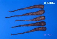 http://mpdb.nibiohn.go.jp/CONTENTS_ROOT/PLANT_PHOTO_DATA/PHOTO_FILE/thumbnail/425.jpg