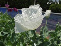 http://mpdb.nibiohn.go.jp/CONTENTS_ROOT/PLANT_PHOTO_DATA/PHOTO_FILE/thumbnail/1044.jpg