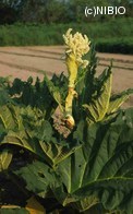 http://mpdb.nibiohn.go.jp/CONTENTS_ROOT/PLANT_PHOTO_DATA/PHOTO_FILE/thumbnail/611.jpg