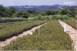 http://mpdb.nibiohn.go.jp/CONTENTS_ROOT/CULTIVATION_PHOTO_DATA/PHOTO_FILE/thumbnail/318.jpg