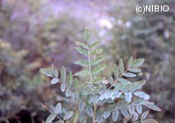 http://mpdb.nibiohn.go.jp/CONTENTS_ROOT/PLANT_PHOTO_DATA/PHOTO_FILE/thumbnail/199.jpg