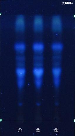 http://mpdb.nibiohn.go.jp/CONTENTS_ROOT/JP_IDENTIFICATION_PHOTO_DATA/JP_IDENTIFICATION_PHOTO_FILE/thumbnail/617.JPG
