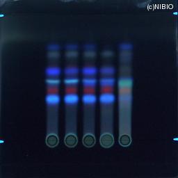 http://mpdb.nibiohn.go.jp/CONTENTS_ROOT/JP_IDENTIFICATION_PHOTO_DATA/JP_IDENTIFICATION_PHOTO_FILE/thumbnail/1248.jpg