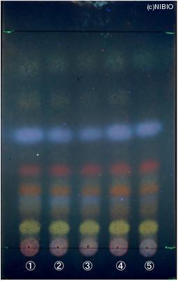 http://mpdb.nibiohn.go.jp/CONTENTS_ROOT/JP_IDENTIFICATION_PHOTO_DATA/JP_IDENTIFICATION_PHOTO_FILE/thumbnail/1026.jpg
