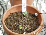 http://mpdb.nibiohn.go.jp/CONTENTS_ROOT/PLANT_PHOTO_DATA/PHOTO_FILE/thumbnail/304.jpg