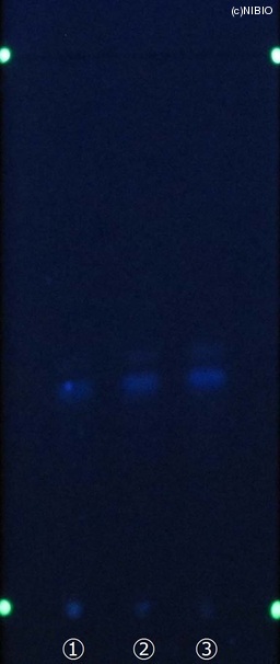 http://mpdb.nibiohn.go.jp/CONTENTS_ROOT/JP_IDENTIFICATION_PHOTO_DATA/JP_IDENTIFICATION_PHOTO_FILE/thumbnail/512.jpg