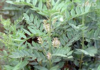 http://mpdb.nibiohn.go.jp/CONTENTS_ROOT/PLANT_PHOTO_DATA/PHOTO_FILE/thumbnail/201.jpg