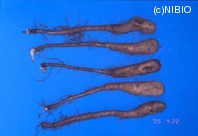 http://mpdb.nibiohn.go.jp/CONTENTS_ROOT/PLANT_PHOTO_DATA/PHOTO_FILE/thumbnail/426.jpg