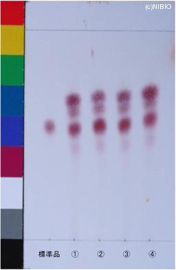 http://mpdb.nibiohn.go.jp/CONTENTS_ROOT/JP_IDENTIFICATION_PHOTO_DATA/JP_IDENTIFICATION_PHOTO_FILE/thumbnail/1148.jpg