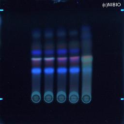 http://mpdb.nibiohn.go.jp/CONTENTS_ROOT/JP_IDENTIFICATION_PHOTO_DATA/JP_IDENTIFICATION_PHOTO_FILE/thumbnail/1249.jpg