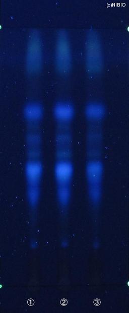 http://mpdb.nibiohn.go.jp/CONTENTS_ROOT/JP_IDENTIFICATION_PHOTO_DATA/JP_IDENTIFICATION_PHOTO_FILE/thumbnail/618.JPG