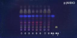 http://mpdb.nibiohn.go.jp/CONTENTS_ROOT/JP_IDENTIFICATION_PHOTO_DATA/JP_IDENTIFICATION_PHOTO_FILE/thumbnail/1027.jpg