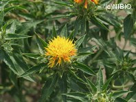 http://mpdb.nibiohn.go.jp/CONTENTS_ROOT/PLANT_PHOTO_DATA/PHOTO_FILE/thumbnail/305.jpg