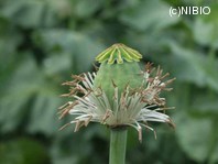 http://mpdb.nibiohn.go.jp/CONTENTS_ROOT/PLANT_PHOTO_DATA/PHOTO_FILE/thumbnail/1046.jpg