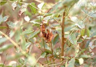 http://mpdb.nibiohn.go.jp/CONTENTS_ROOT/PLANT_PHOTO_DATA/PHOTO_FILE/thumbnail/202.jpg