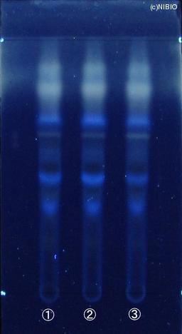 http://mpdb.nibiohn.go.jp/CONTENTS_ROOT/JP_IDENTIFICATION_PHOTO_DATA/JP_IDENTIFICATION_PHOTO_FILE/thumbnail/619.JPG