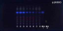 http://mpdb.nibiohn.go.jp/CONTENTS_ROOT/JP_IDENTIFICATION_PHOTO_DATA/JP_IDENTIFICATION_PHOTO_FILE/thumbnail/1028.jpg