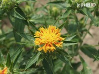 http://mpdb.nibiohn.go.jp/CONTENTS_ROOT/PLANT_PHOTO_DATA/PHOTO_FILE/thumbnail/306.jpg