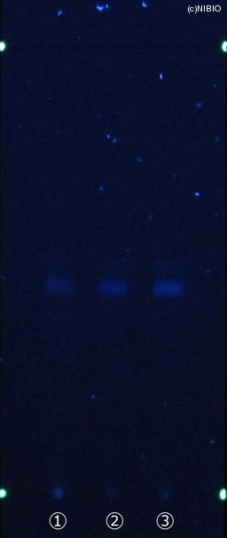 http://mpdb.nibiohn.go.jp/CONTENTS_ROOT/JP_IDENTIFICATION_PHOTO_DATA/JP_IDENTIFICATION_PHOTO_FILE/thumbnail/514.jpg