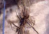 http://mpdb.nibiohn.go.jp/CONTENTS_ROOT/PLANT_PHOTO_DATA/PHOTO_FILE/thumbnail/203.jpg