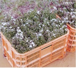 http://mpdb.nibiohn.go.jp/CONTENTS_ROOT/CULTIVATION_PHOTO_DATA/PHOTO_FILE/thumbnail/321.jpg