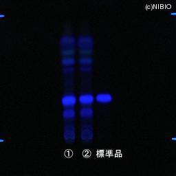 http://mpdb.nibiohn.go.jp/CONTENTS_ROOT/JP_IDENTIFICATION_PHOTO_DATA/JP_IDENTIFICATION_PHOTO_FILE/thumbnail/837.jpg