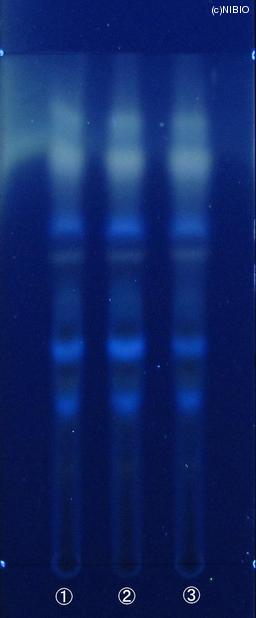 http://mpdb.nibiohn.go.jp/CONTENTS_ROOT/JP_IDENTIFICATION_PHOTO_DATA/JP_IDENTIFICATION_PHOTO_FILE/thumbnail/620.JPG