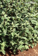 http://mpdb.nibiohn.go.jp/CONTENTS_ROOT/PLANT_PHOTO_DATA/PHOTO_FILE/thumbnail/323.jpg