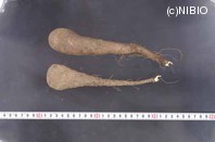 http://mpdb.nibiohn.go.jp/CONTENTS_ROOT/PLANT_PHOTO_DATA/PHOTO_FILE/thumbnail/429.jpg