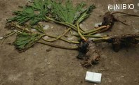 http://mpdb.nibiohn.go.jp/CONTENTS_ROOT/PLANT_PHOTO_DATA/PHOTO_FILE/thumbnail/615.jpg