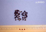 http://mpdb.nibiohn.go.jp/CONTENTS_ROOT/PLANT_PHOTO_DATA/PHOTO_FILE/thumbnail/204.jpg