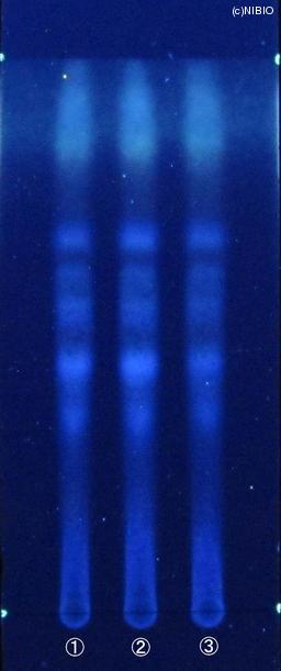 http://mpdb.nibiohn.go.jp/CONTENTS_ROOT/JP_IDENTIFICATION_PHOTO_DATA/JP_IDENTIFICATION_PHOTO_FILE/thumbnail/622.JPG