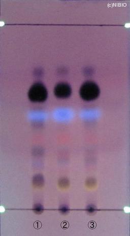 http://mpdb.nibiohn.go.jp/CONTENTS_ROOT/JP_IDENTIFICATION_PHOTO_DATA/JP_IDENTIFICATION_PHOTO_FILE/thumbnail/1031.jpg
