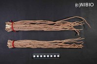 http://mpdb.nibiohn.go.jp/CONTENTS_ROOT/PLANT_PHOTO_DATA/PHOTO_FILE/thumbnail/320.jpg