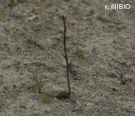 http://mpdb.nibiohn.go.jp/CONTENTS_ROOT/PLANT_PHOTO_DATA/PHOTO_FILE/thumbnail/431.jpg