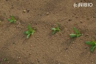 http://mpdb.nibiohn.go.jp/CONTENTS_ROOT/PLANT_PHOTO_DATA/PHOTO_FILE/thumbnail/1050.jpg